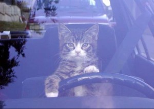 cat_driver