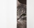 Cat looking through a narrow doorway